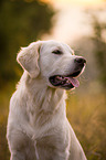 Golden Retriever Portrait