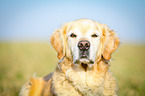 Golden Retriever Portrait