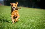 apportierender Golden Retriever