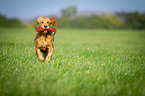 apportierender Golden Retriever