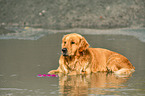 liegender Golden Retriever