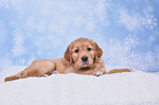 Golden Retriever Welpe