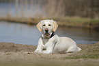 liegender Golden Retriever