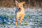 rennender Golden Retriever