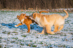 spielende Golden Retriever