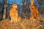 sitzende Golden Retriever