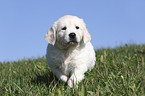 rennender Golden Retriever Welpe