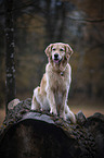 sitzender Golden Retriever