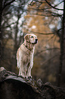 stehender Golden Retriever