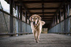 rennender Golden Retriever