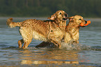 spielende Golden Retriever