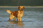 stehender Golden Retriever