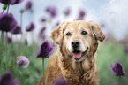 Golden Retriever Portrait