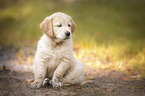 sitzender Golden Retriever Welpe