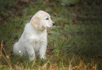 sitzender Golden Retriever Welpe