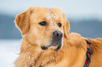 Golden Retriever Portrait