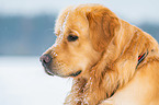 Golden Retriever Portrait