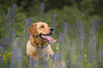 Golden Retriever Portrait