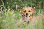 Golden Retriever Portrait