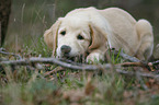 liegender Golden Retriever Welpe