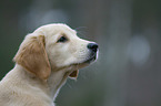 Golden Retriever Welpe Portrait