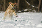 Golden Retriever im Schnee