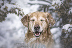 Golden Retriever Portrait