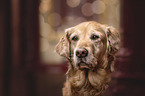 Golden Retriever Portrait