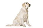 Golden Retriever vor weiem Hintergrund