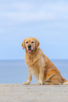 sitzender Golden Retriever