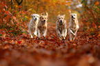 4 Golden Retriever