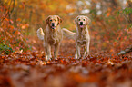 2 Golden Retriever