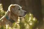 Golden Retriever Portrait