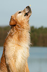 Golden Retriever Portrait