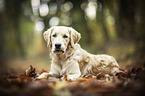 junger Golden Retriever