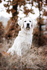 Golden Retriever im Herbst