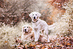 Golden Retriever im Herbst