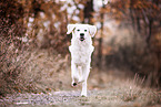 Golden Retriever im Herbst