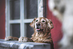 Golden Retriever Hndin