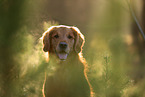 Golden Retriever Portrait