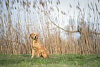 junger Golden Retriever