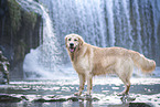 Golden Retriever Rde