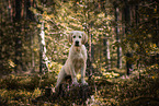 junger Golden Retriever