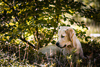 junger Golden Retriever