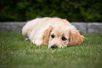 Golden Retriever Welpe