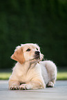 Golden Retriever Welpe