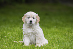 Golden Retriever Welpe