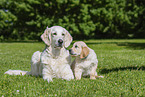 2 Golden Retriever