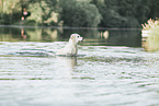 Golden Retriever Rde