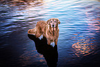 Golden Retriever Hndin